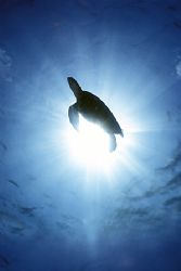 Eclipse of Turtle / Los Roques, Venezuela by Federico Cabello 